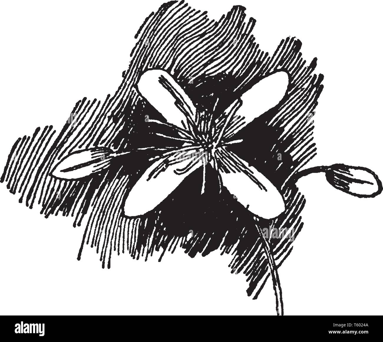 Immagine che mostra il fiore di Clematis Paniculata pianta. Flower è costituito da quattro petali ed è di colore bianco. Dolce Autunno Clematis diventa un silv Illustrazione Vettoriale
