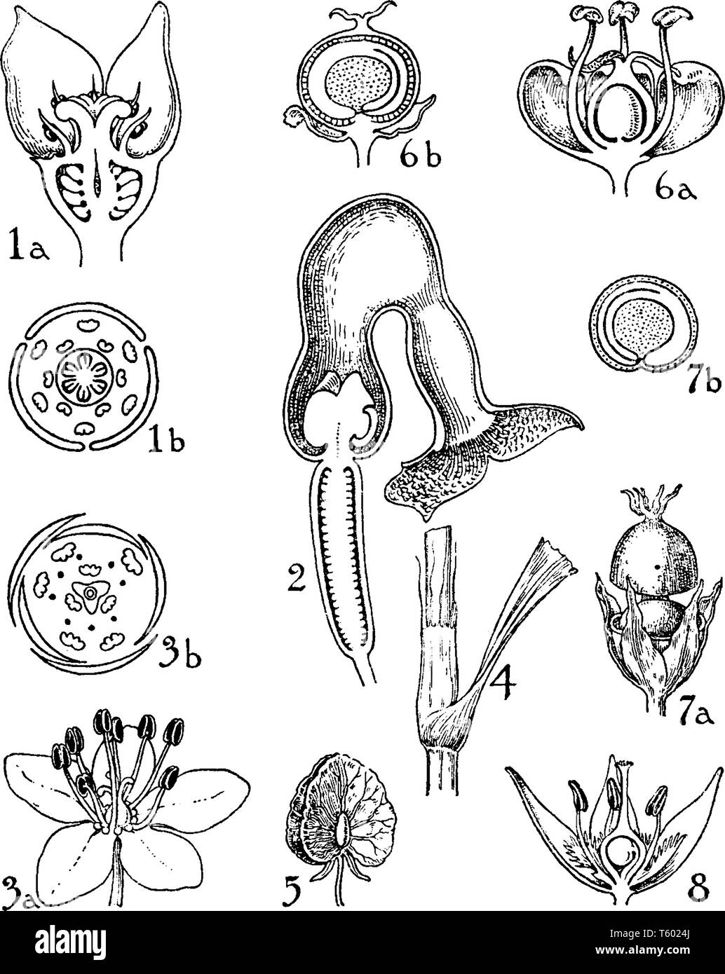 Questa immagine mostra un gli ordini e la parte interna dei fiori. Questa immagine mostra un processo di crescita del fiore, vintage disegno della linea o incisione illustratio Illustrazione Vettoriale