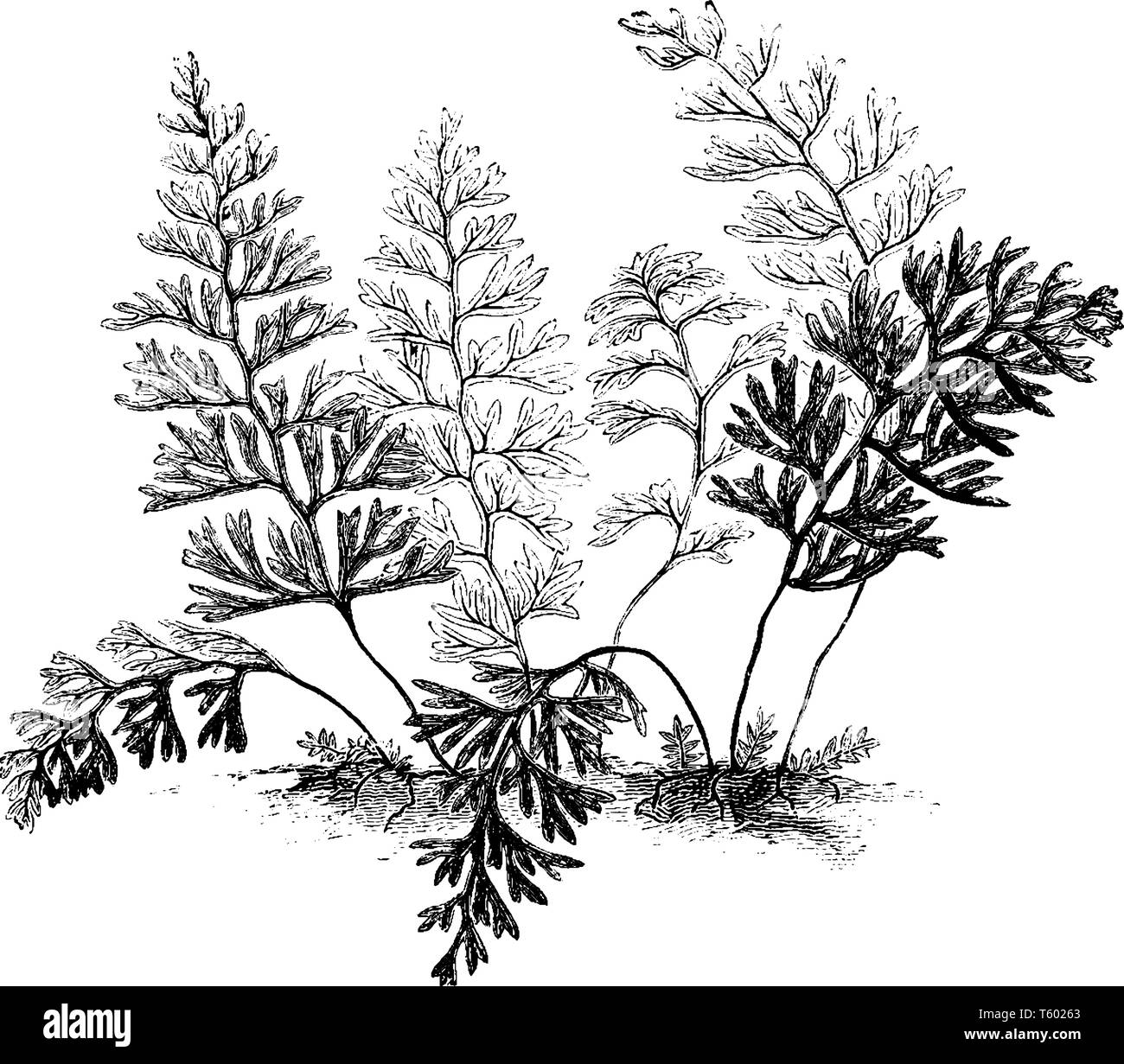 Questo è Hymenophyllum Turbridgense chiamato come annebbiato fern. Sono rastremati in un punto ha la varietà turbridgense ha fronde oblunga. La felce è nativo di temperare Illustrazione Vettoriale