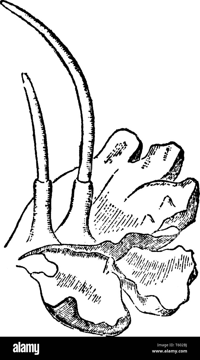 Anthoceros è un genere di non-piante vascolari e si mostra tallo con due capsule, vintage disegno della linea di incisione o illustrazione. Illustrazione Vettoriale
