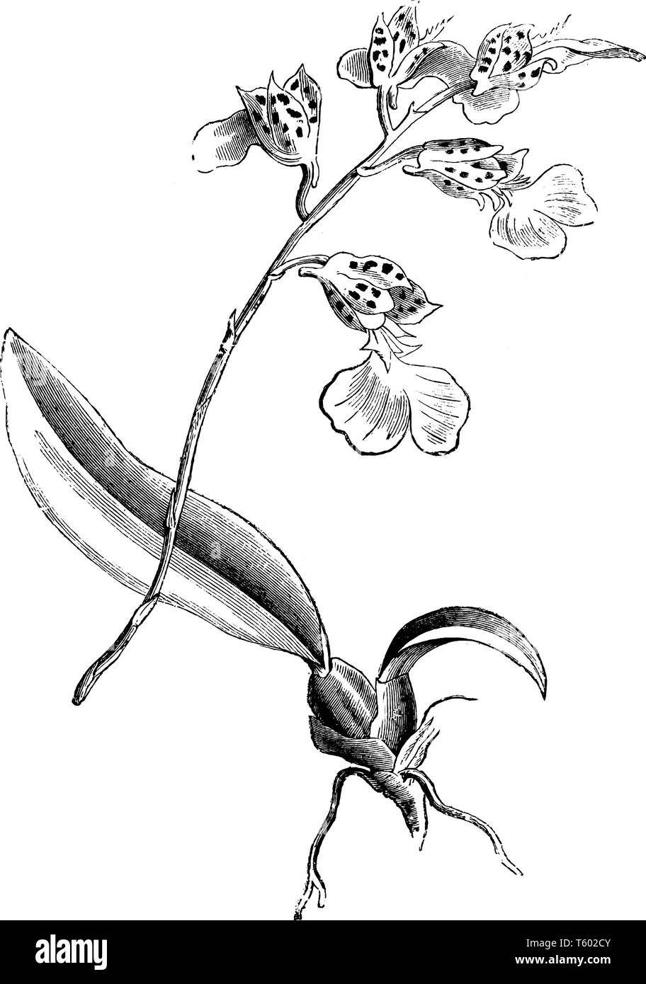 La figura mostra il ramo di Burlingtonia Decora pianta. Impianto è nativo di America tropicale dal Messico meridionale e il Windward Islands South per sarge Illustrazione Vettoriale