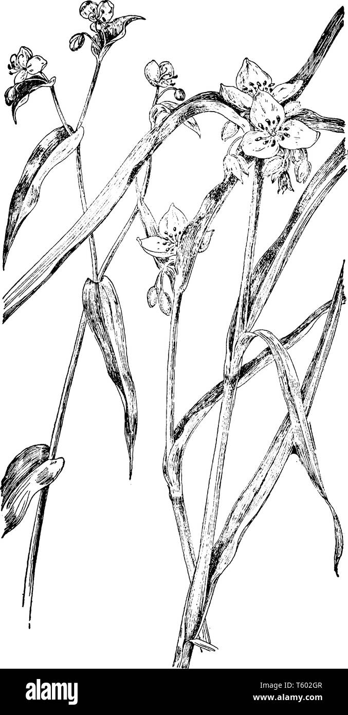 La figura mostra la pianta Spiderwort. Essa appartiene alla famiglia Commelinaceae ed è chiamato anche come Tradescantia Virginiana. Nativo di centro e sud U Illustrazione Vettoriale