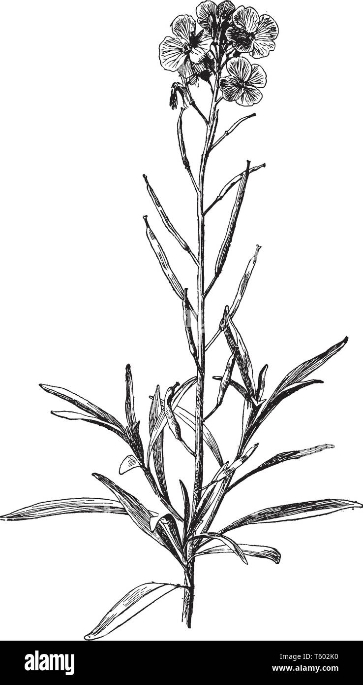 Cheiranthus Cheiri è noto come violaciocca. Si tratta di un membro della famiglia di brassica, vintage disegno della linea di incisione o illustrazione. Illustrazione Vettoriale