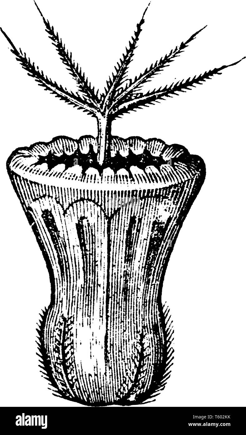 Una foto mostra le sementi di campo Scabious, noto anche come Knautia arvense. È pianta perenne. Lo stelo ha lunghi peli rigidi angolata verso il basso, vi Illustrazione Vettoriale