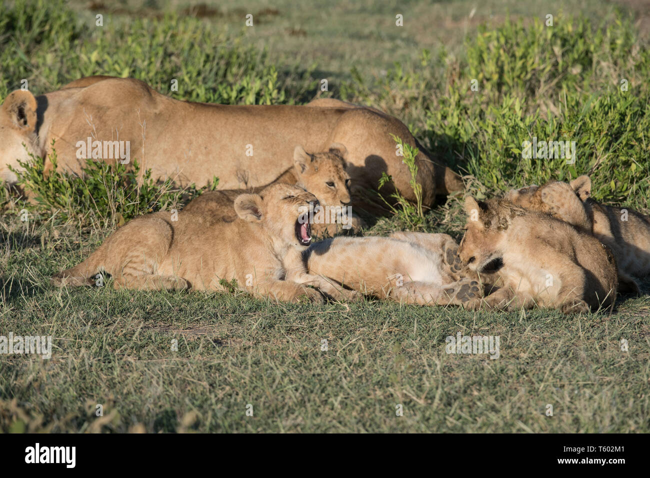 Lion cub sbadigli, Ndutu, Tanzania Foto Stock