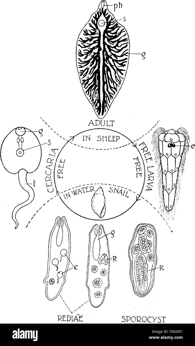 Questa immagine rappresenta il fegato Fluke ciclo vita, vintage disegno della linea di incisione o illustrazione. Illustrazione Vettoriale