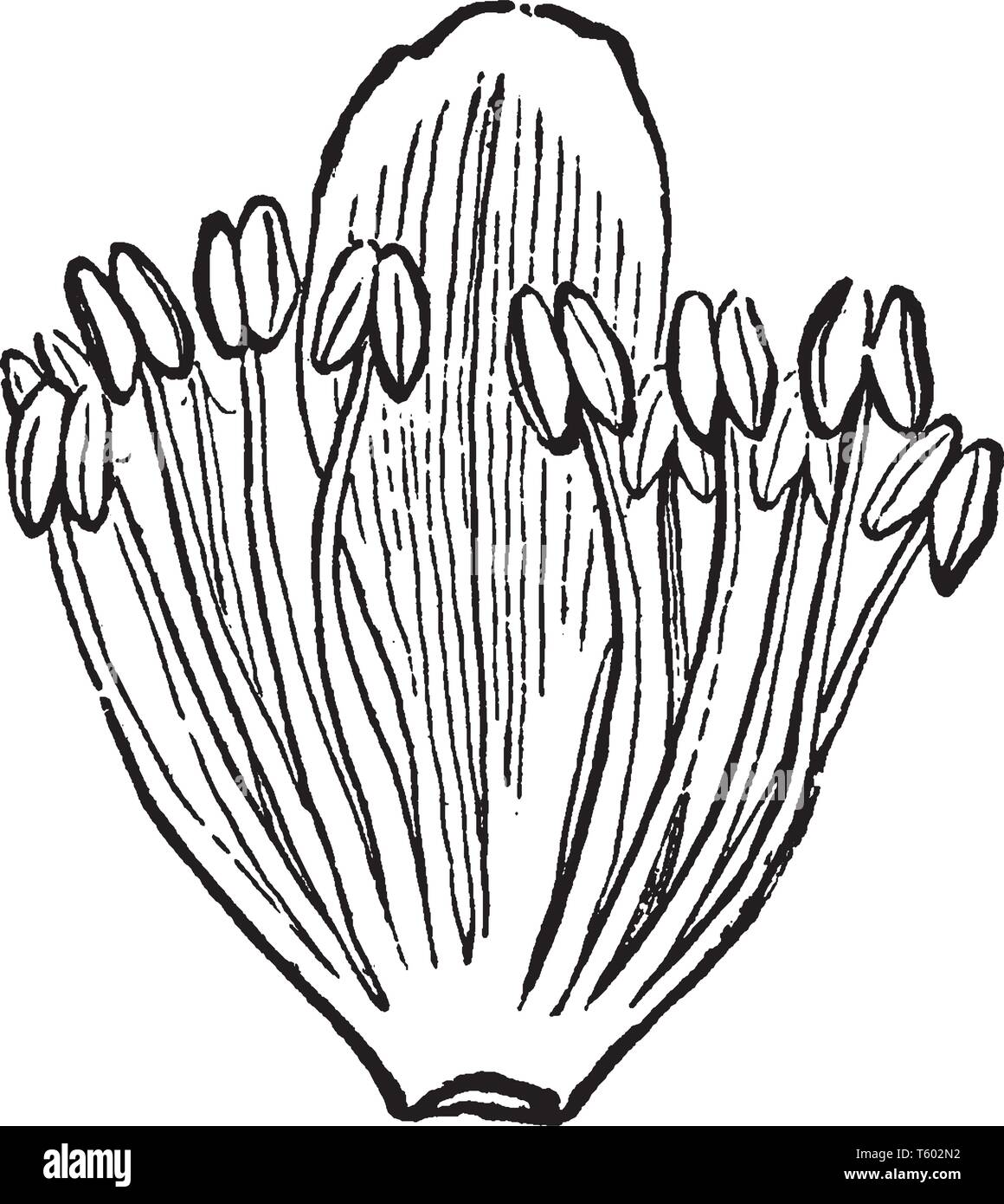 Una foto mostra American Linden impianto. È la parte centrale del fiore contenente il più stami e filamenti. Stame ha Pollain sac fille Illustrazione Vettoriale