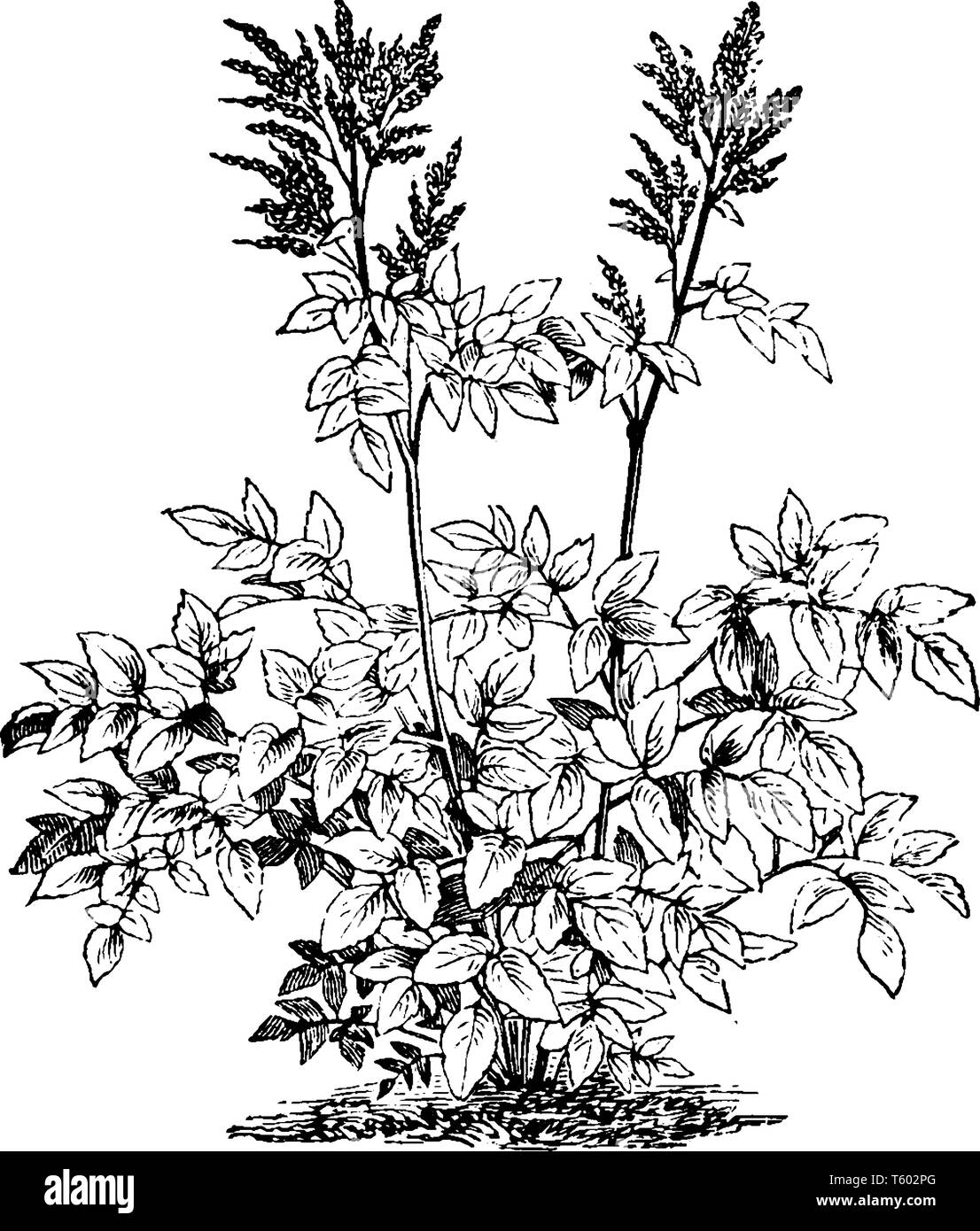 Impianto Astilbe è alto fino a 1 - 2 m. Lascia talvolta a forma di cuore e alcune foglie peduncolo e stalkless e composto di foglie, vintage disegno di linea Illustrazione Vettoriale