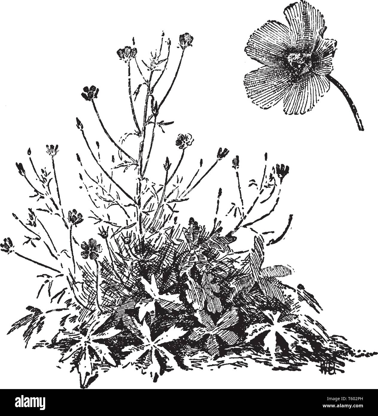 Callirhoe Pedata è piante floreali appartengono alla famiglia di malva avente rosso-viola, rosso ciliegia, fiori, vintage disegno della linea di incisione o illustrazione. Illustrazione Vettoriale