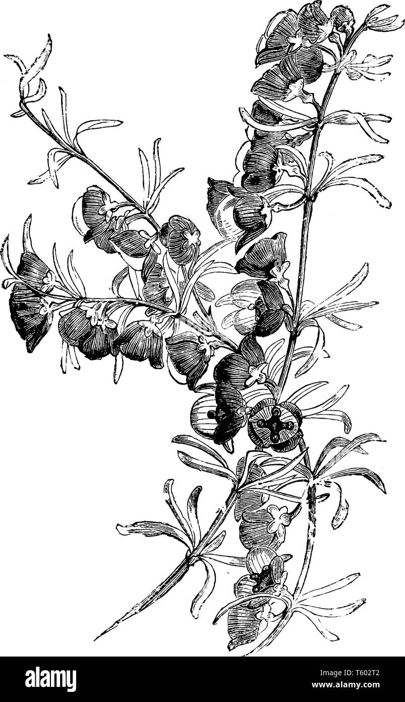 Boronia Megastigma è un piccolo arbusto. Le strette, spessi e foglie lineari sono disposti sul ramo, vintage disegno della linea di incisione o illustrazione. Illustrazione Vettoriale