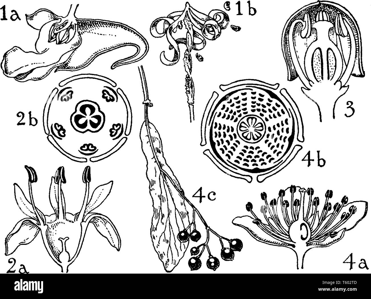 Questa immagine mostra una parte del fiore, foglia, antera, steli, sementi, ovale. Questa immagine mostra un processo di crescita del fiore, vintage disegno della linea o engr Illustrazione Vettoriale