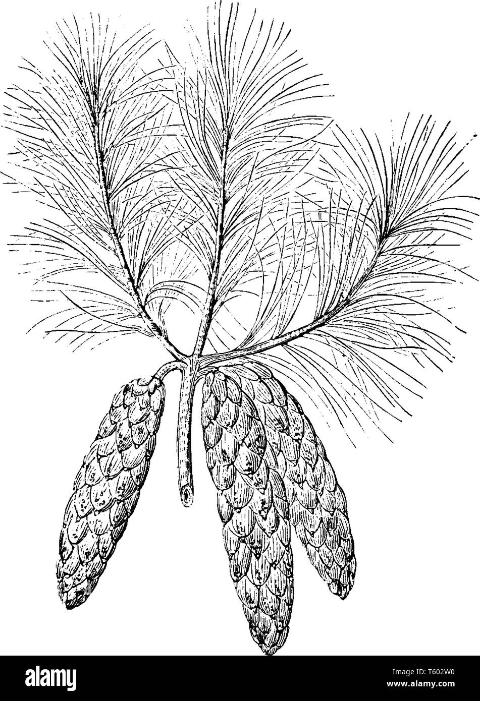 Pinus Excelsa è un pino himalayano. Questa specie è una struttura conica con liscia corteccia grigio e grigio-verde inarcamento foglie. Altri nomi comuni sono blu Pin Illustrazione Vettoriale