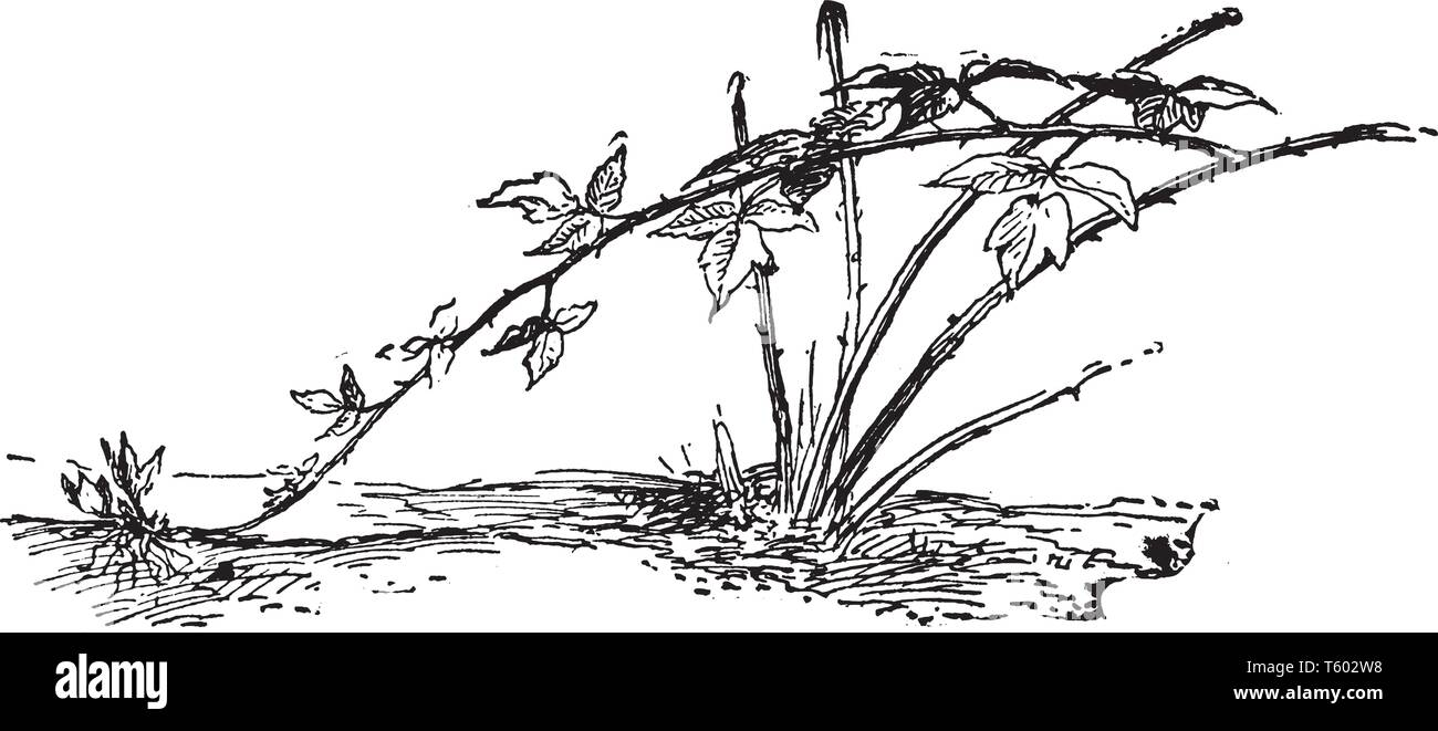 Questa immagine mostra Black raspberry impianto. Lo stelo è molto sottile e lunga. Questa pianta da frutto, vintage disegno della linea di incisione o illustrazione. Illustrazione Vettoriale