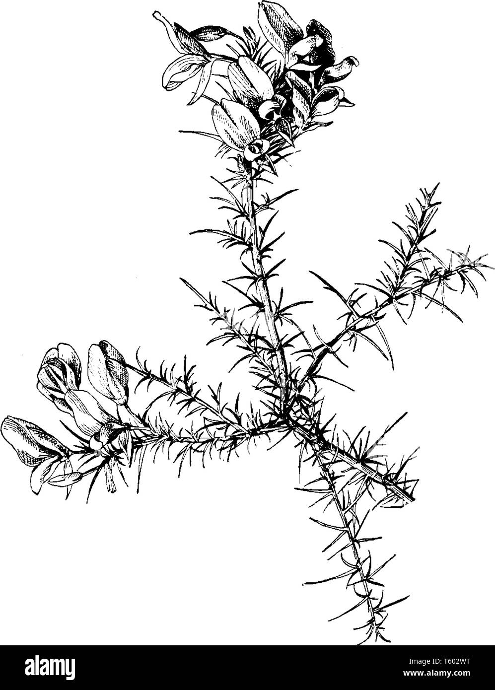 Una foto mostra Ulex Europaeus. Essa appartiene alla famiglia Fabaceae. È nativo per l'Europa. è un arbusto sempreverde. I fiori sono di colore giallo, vintage Illustrazione Vettoriale