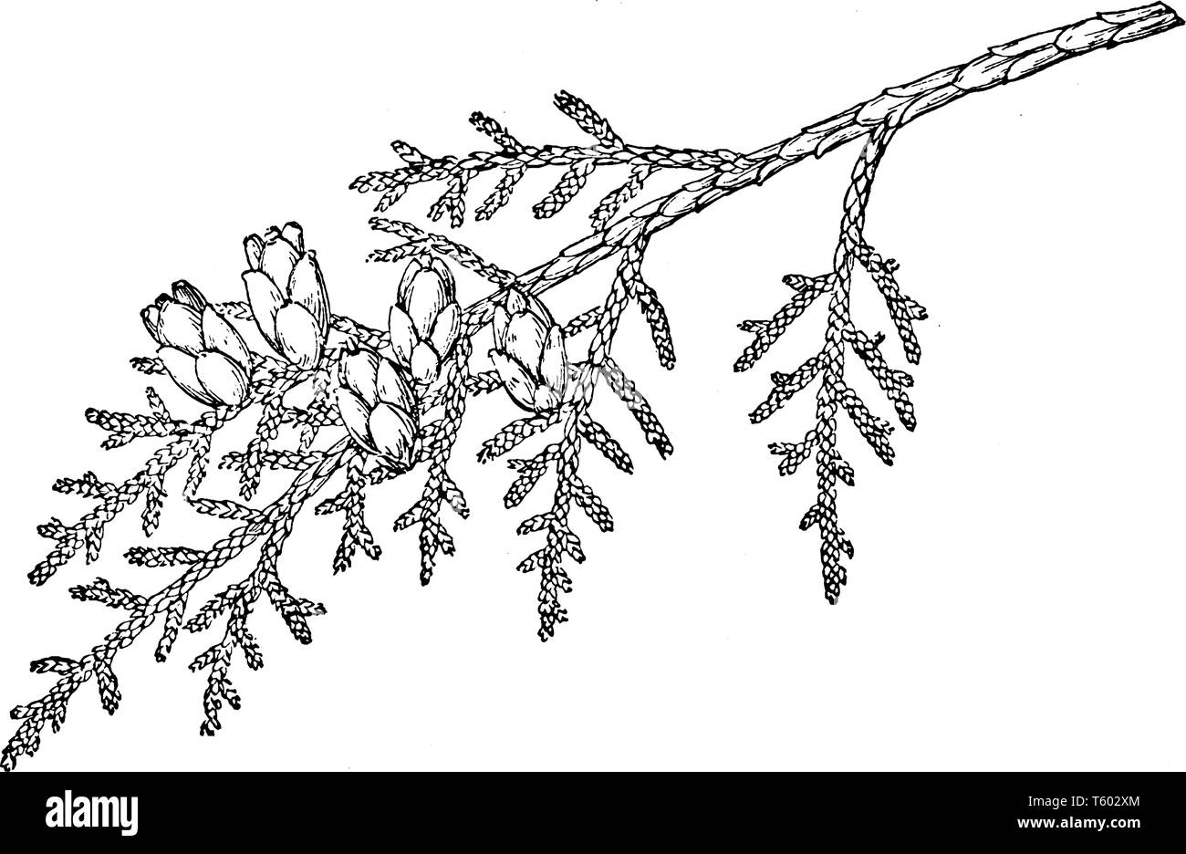 Un ramo di un albero di grandi dimensioni, fino a 60 metri di altezza quando è maturo, con rami cascante; fusto spesso spargere largamente alla base, vintage disegno della linea Illustrazione Vettoriale