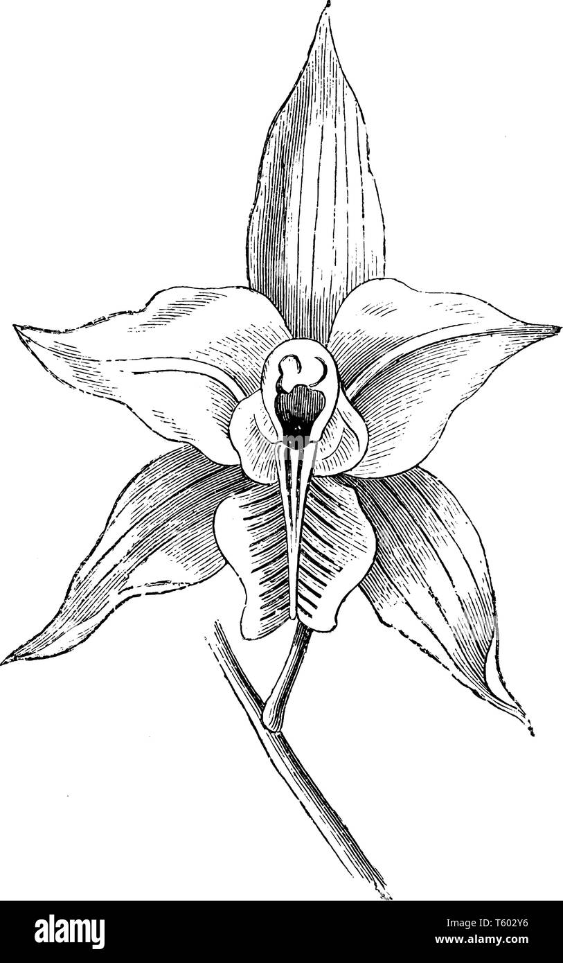 Laelia albida di fiori sono bianco, rosa salmone, e cloni di rose di Laelia albida disponibile, vintage disegno della linea di incisione o illustrazione. Illustrazione Vettoriale