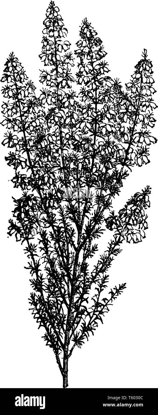 Bell Heather è una specie di pianta flowering in heath famiglia Ericaceae. Si tratta di una bassa, diffondendo un arbusto con ago sottile-come le foglie. I fiori sono Illustrazione Vettoriale