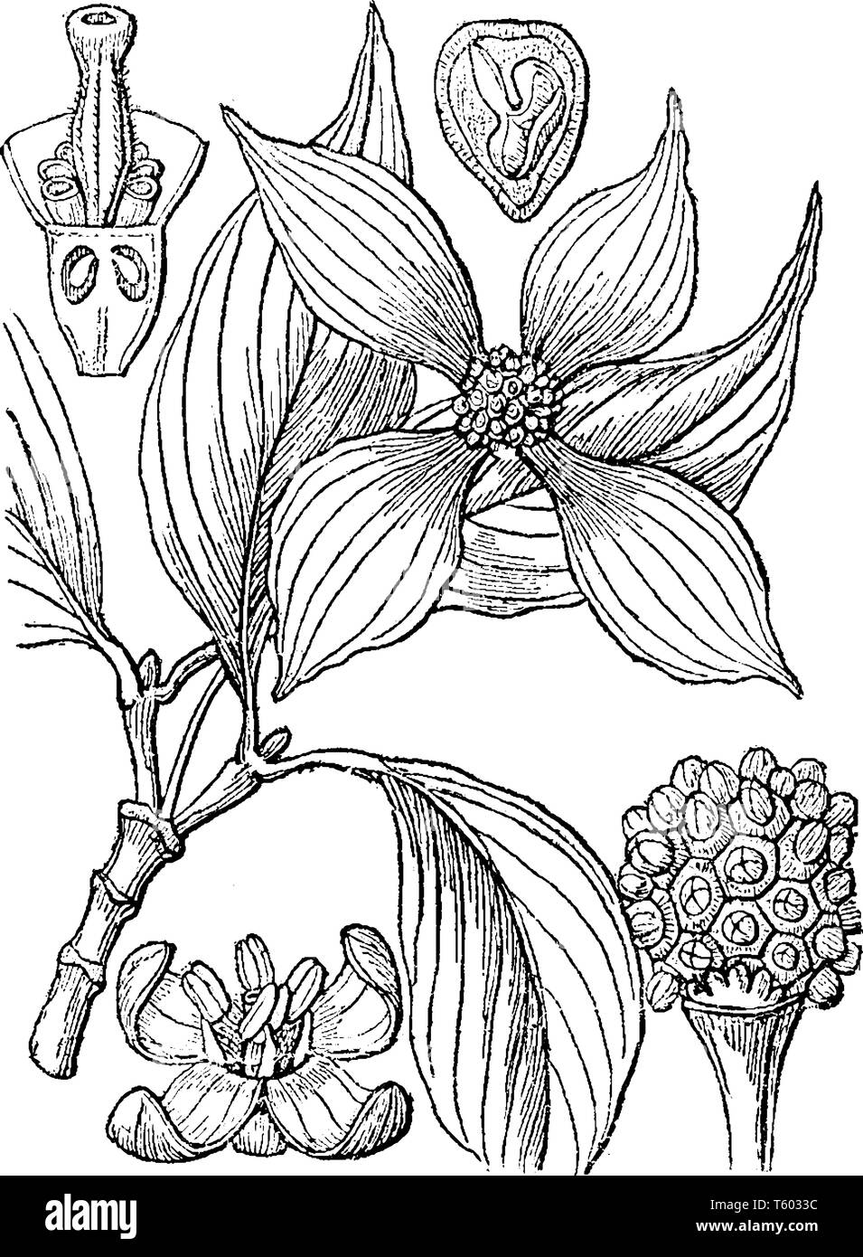 Una foto che mostra sanguinello. Questo è Benthamia japonica. È nativo dell Asia orientale. Questa immagine dispone di: 1. fiore; 2. una sezione perpendicolare del Illustrazione Vettoriale