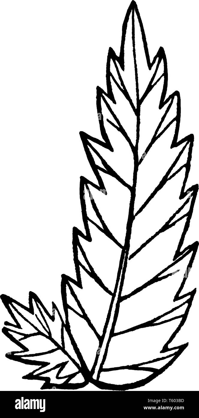 Questa è una forcella venata di foglia. Si tratta di un ampio e appuntite. La foglia è laterale, dentellate vintage disegno della linea di incisione o illustrazione. Illustrazione Vettoriale