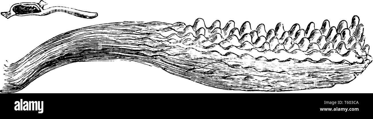 Una foto che mostra l'antera cellule processo in esecuzione sul tricolore viola speroni, vintage disegno della linea di incisione o illustrazione. Illustrazione Vettoriale