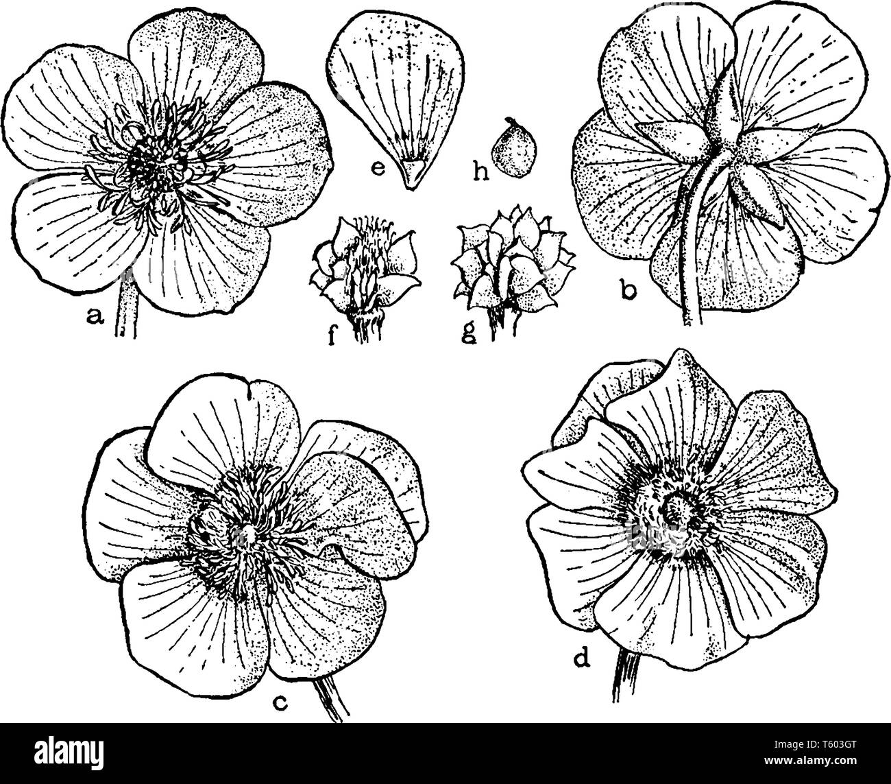 Immagine che mostra è Buttercup fiori. Questa illustrazione mostra gli ordini di parti di ricambio di fioritura: a, b, fiore che mostra 5 petali; c, d, petalody di stame Illustrazione Vettoriale
