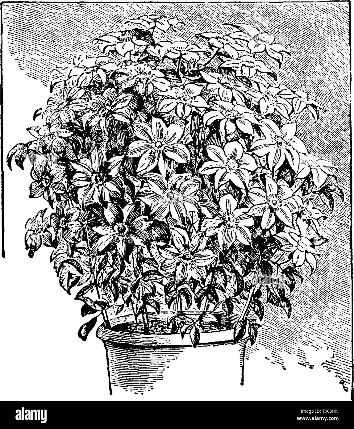 Immagine che mostra la clematide pianta. Pianta è pieno di fiori. Le foglie sono di piccole dimensioni e sono sviluppati nei pressi di massa, vintage disegno della linea o incisione Illustrazione Vettoriale