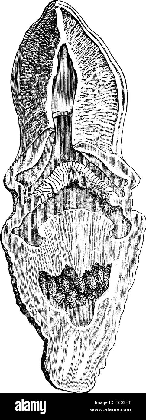L'immagine mostra una sezione longitudinale del Hydnora africana. Esso ha un carnoso che ricordano le pesche-fiore di arancia che emerge dalla terra dopo una pioggia pesante Illustrazione Vettoriale