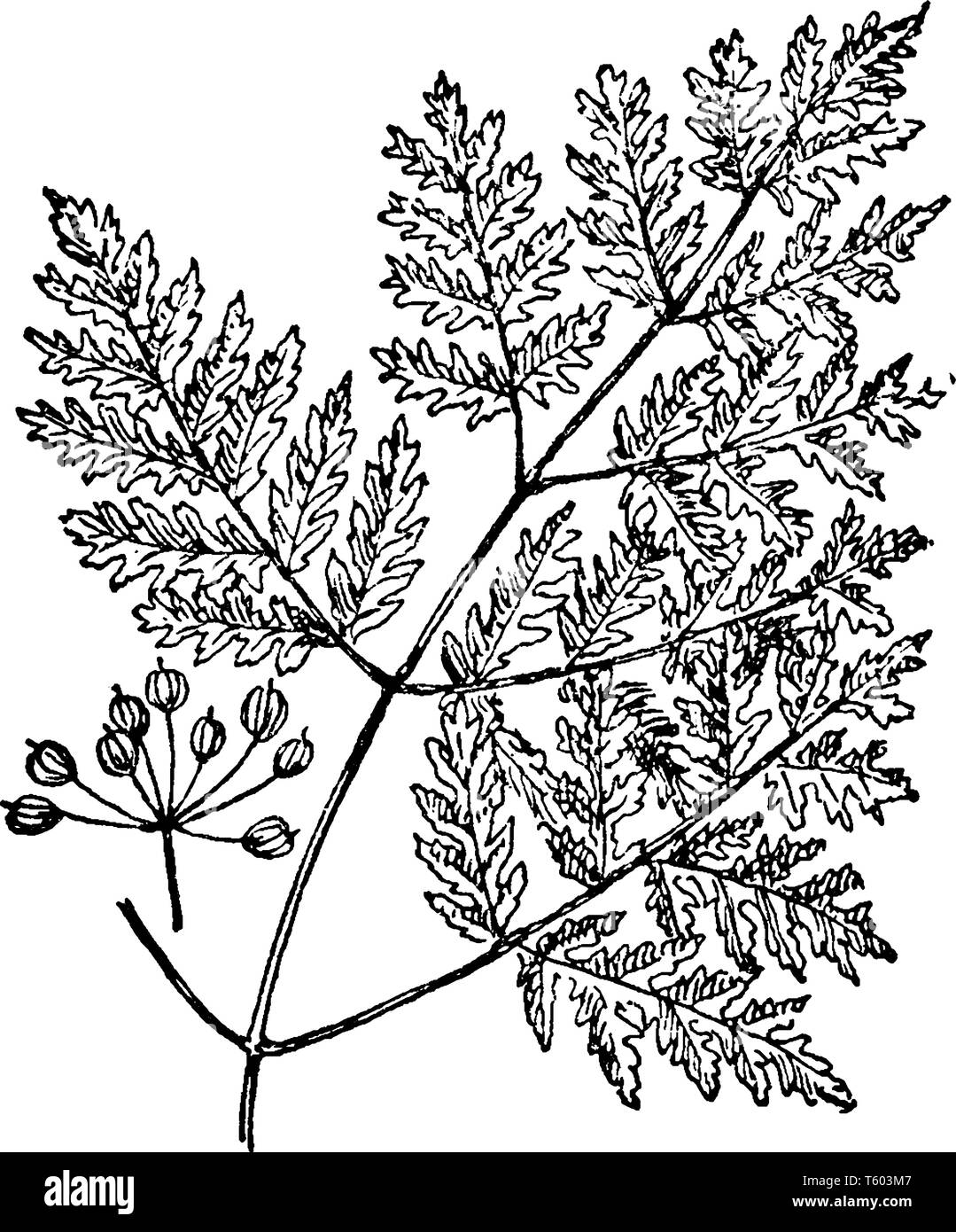 La figura mostra il ramo di veleno la cicuta. È anche noto come Conium Maculatum. È molto tossico e animali domestici sono avvelenate da mangiare un piccolo Illustrazione Vettoriale