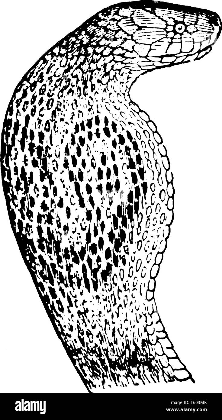 Cobra testa sono serpenti velenosi dei familys Elapidae di diversi generi, vintage disegno della linea di incisione o illustrazione. Illustrazione Vettoriale