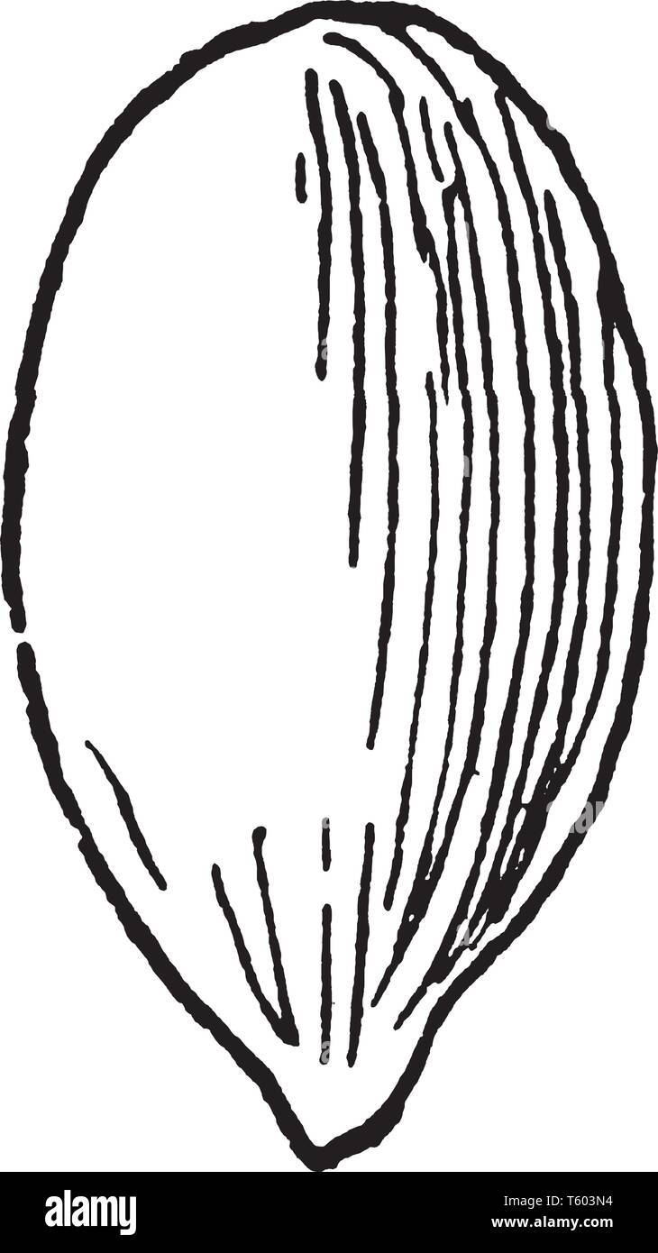 Il seme di una pianta denominata grande giunco, i cui bordi sono verso il lato inferiore, vintage disegno della linea di incisione o illustrazione. Illustrazione Vettoriale