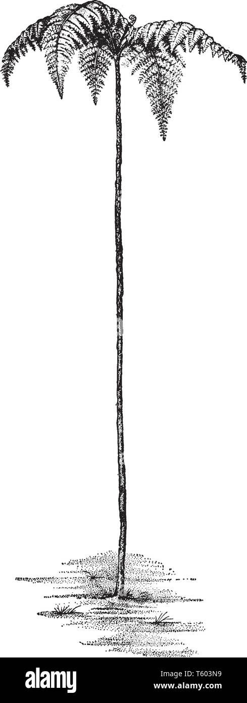 Questa è l'immagine di Cyathea Meridensis. Essa è per lo più trovati in Columbia, vintage disegno della linea di incisione o illustrazione. Illustrazione Vettoriale