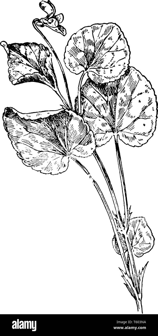 Cane (Viola Viola conspersa) appartiene alla famiglia Violaceae. Si tratta di un perenne pianta di erba, foglie sono a forma di cuore, steli sono di colore verde chiaro e glabrou Illustrazione Vettoriale
