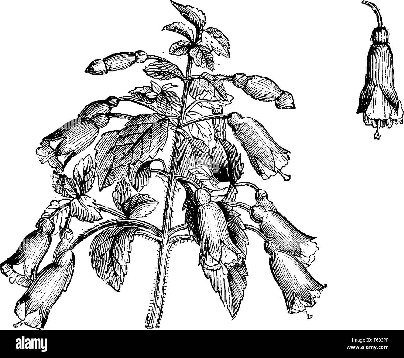 Fuchsia microphylla è un arbusto di latifoglie in crescita di 1,8 m a un tasso medio è in fiore da settembre a ottobre.it il profondo rosso e sagomato ad imbuto. Singola Illustrazione Vettoriale