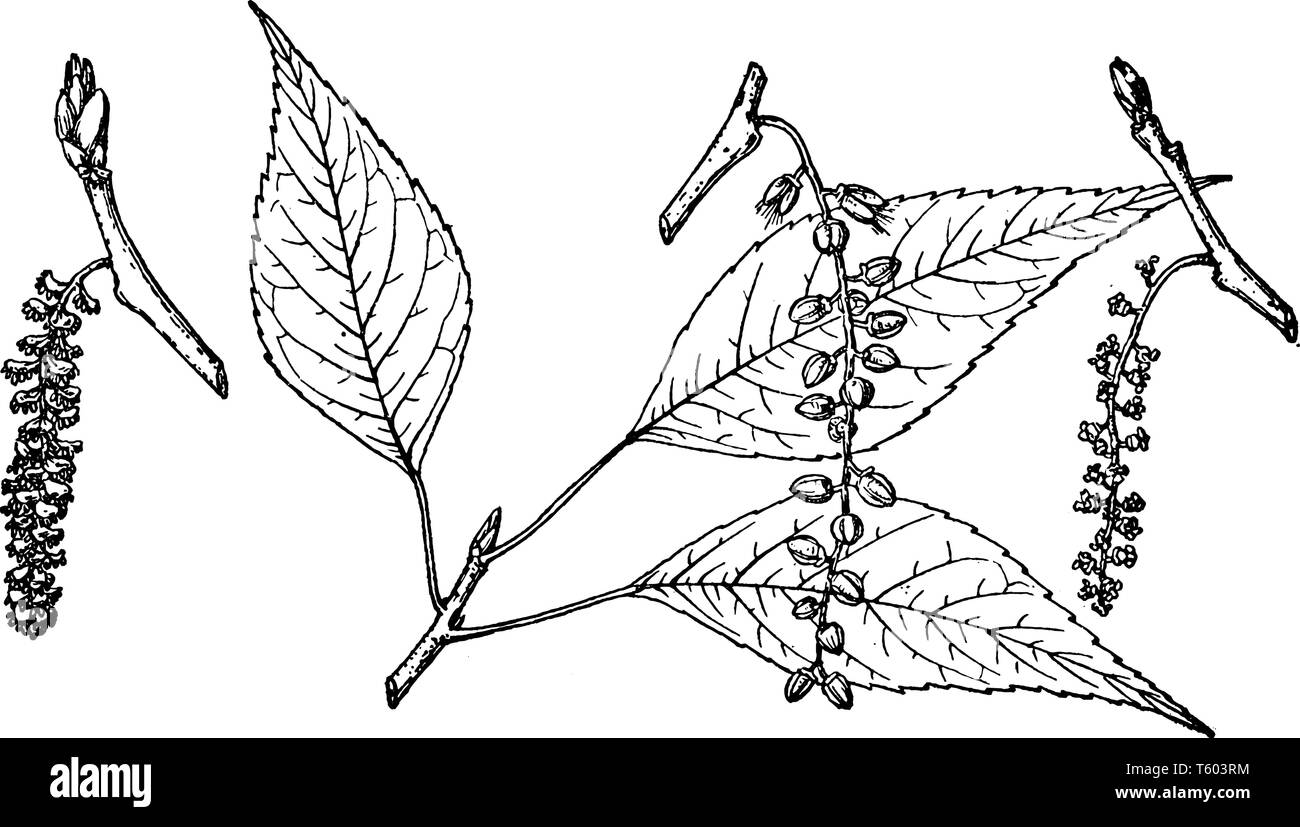 Esso illustra un ramo con foglie su di essa, una specie di pioppo. È un grande albero, crescono fino ad una altezza di 30 metri (98 ft) a 50 metri (160 ft) che mak Illustrazione Vettoriale Esso illustra un ramo con foglie su di essa, una specie di pioppo. È un grande albero, crescono fino ad una altezza di 30 metri (98 ft) a 50 metri (160 ft) che mak Illustrazione Vettoriale