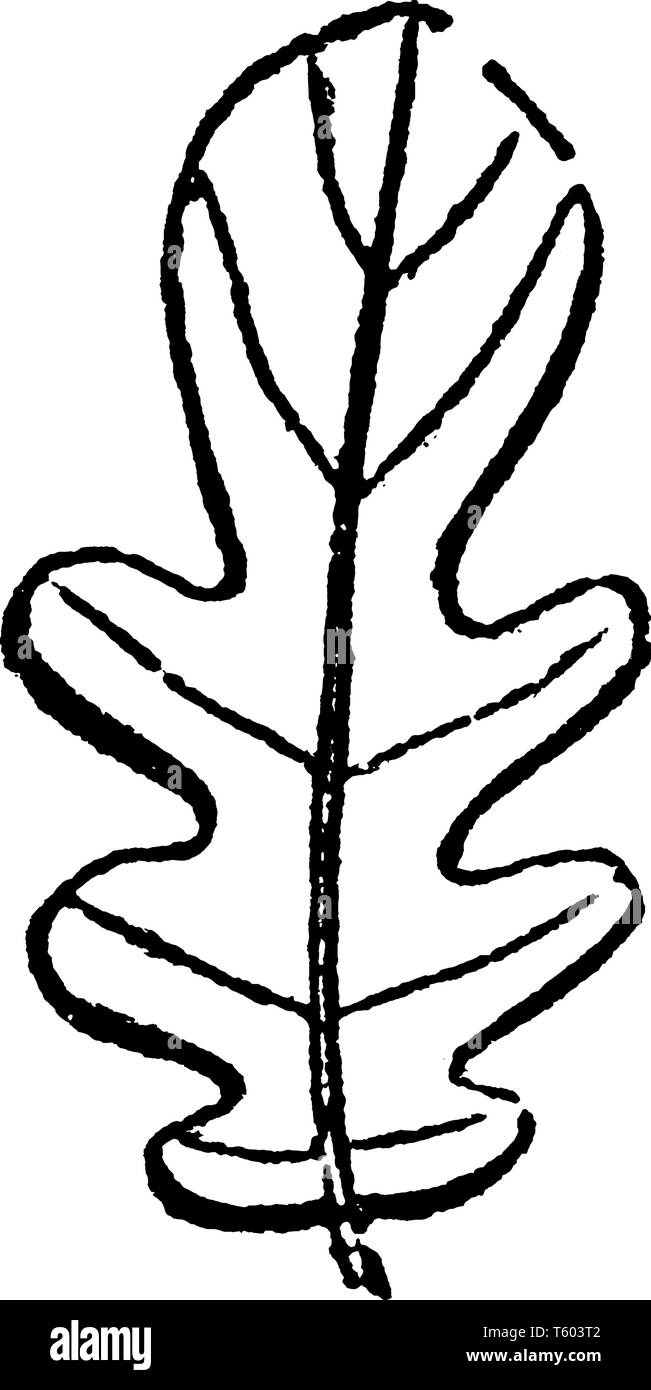 Questa è un immagine della foglia Lyrate. Il Leaf-Margin è lobate e liscia, vintage disegno della linea di incisione o illustrazione. Illustrazione Vettoriale
