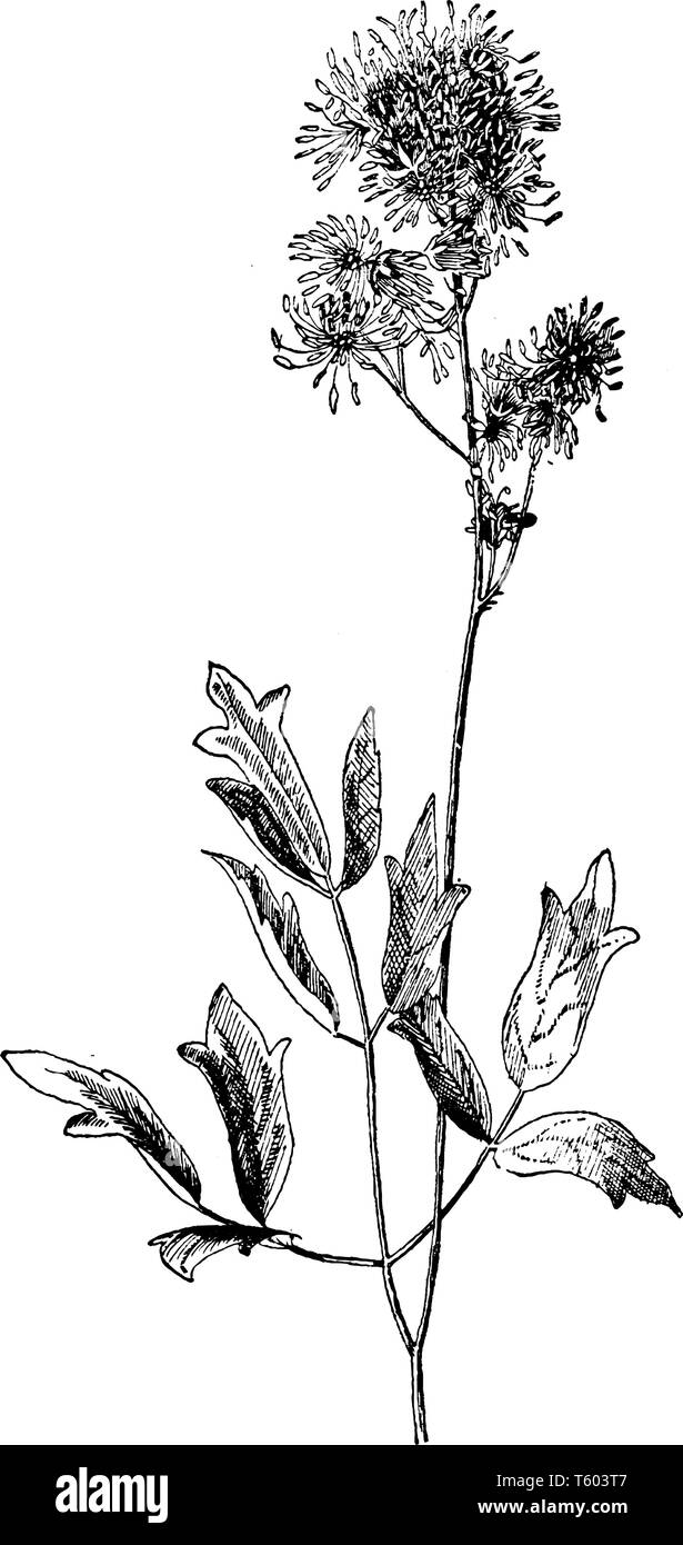 Una foto mostra Thalictrum Fendleri. Essa appartiene alla famiglia di ranuncolo, Ranunculaceae. Si tratta di erbe perenni. È nativo a nord occidentale Americ Illustrazione Vettoriale
