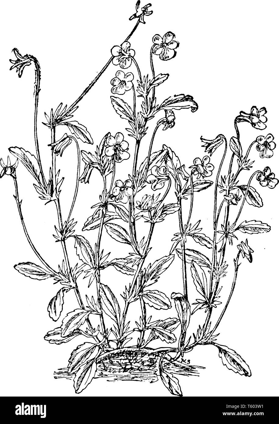 Viola tricolore è anche noto come Johnny Jump Up è una politica europea comune in materia di fiori selvatici trovati in Nord America, vintage disegno della linea di incisione o illustrazione Illustrazione Vettoriale