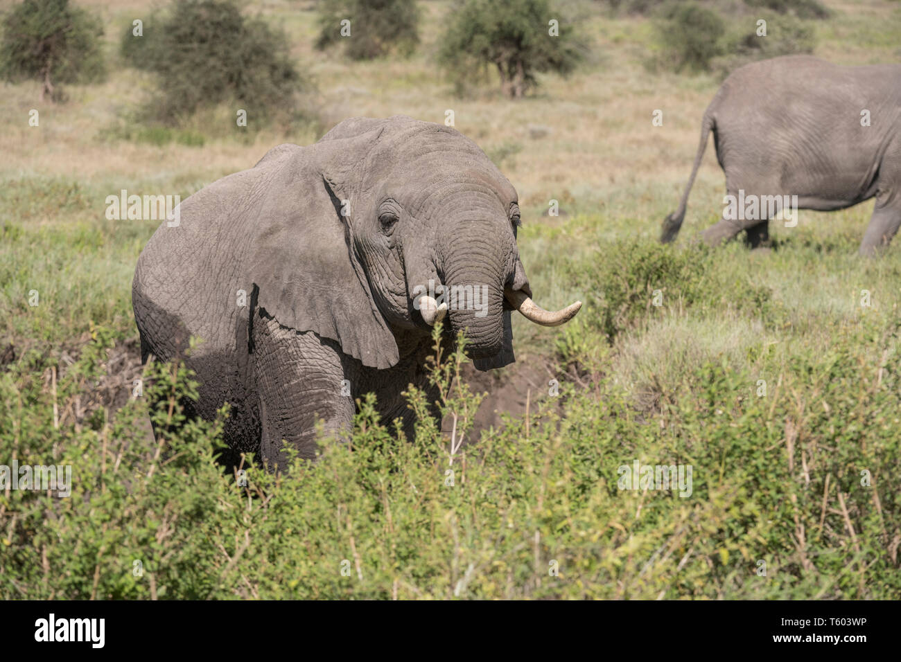 Elefante in Tanzania Foto Stock