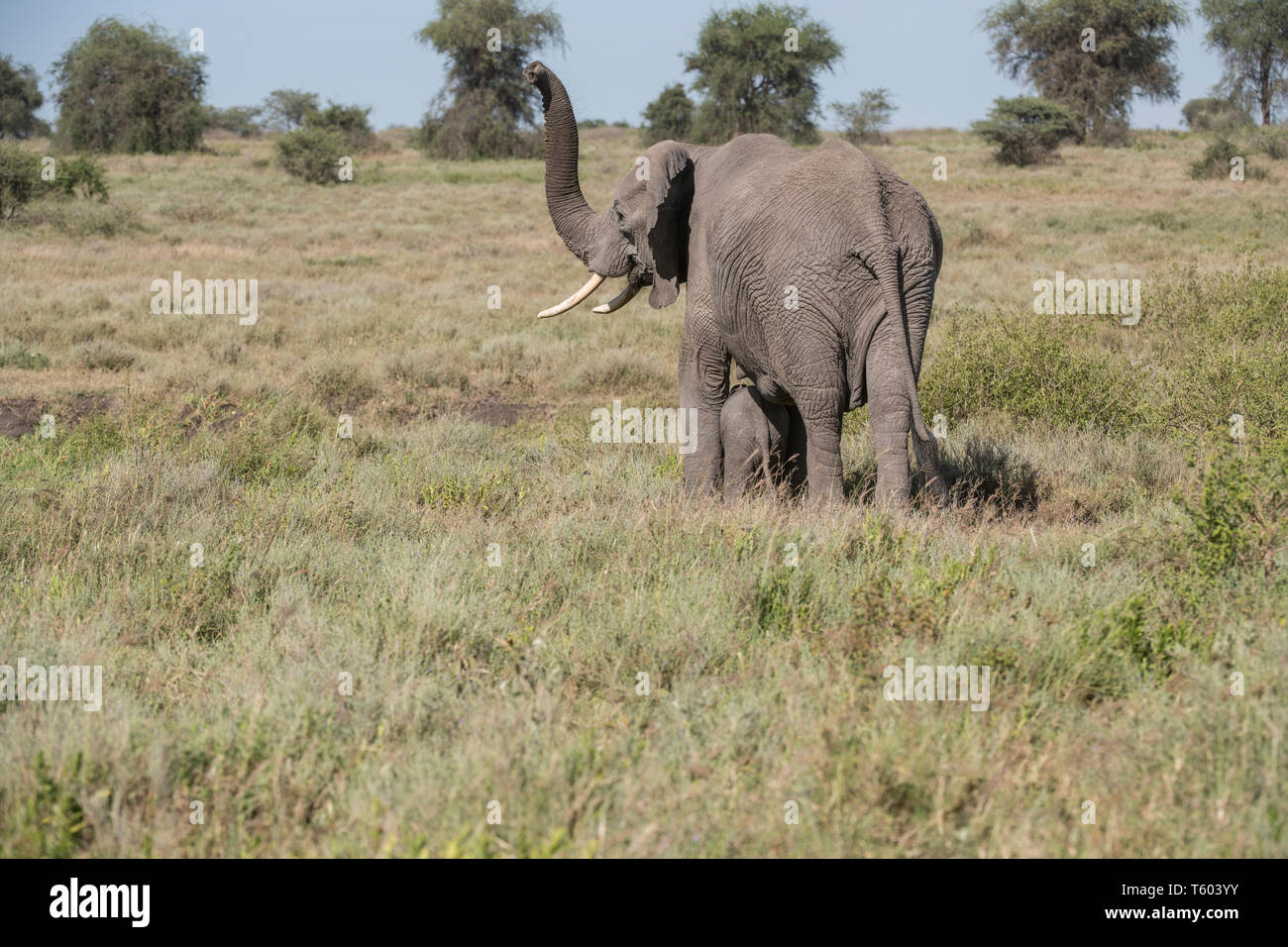 Elefante in Tanzania Foto Stock