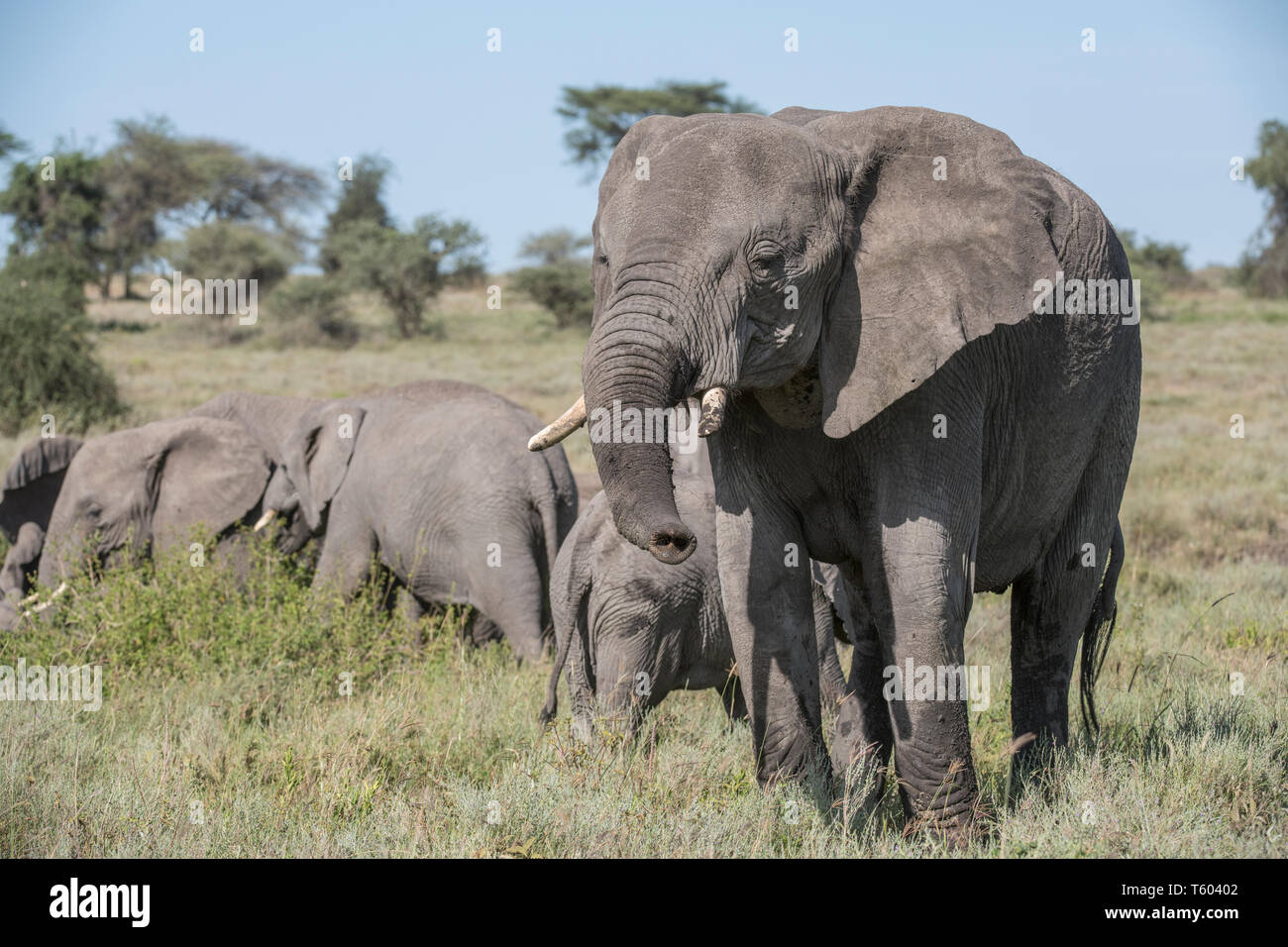 Elefante in Tanzania Foto Stock