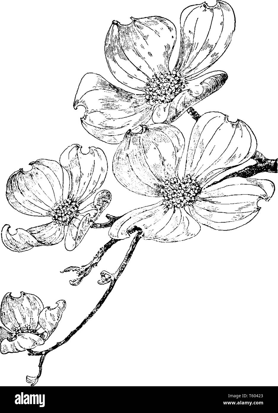 Immagine che mostra la fioritura sanguinello. Essa appartiene alla famiglia Cornaceae. Il suo nome comune è Cornus Florida. Questa è una pianta flowering, nativo di est Illustrazione Vettoriale