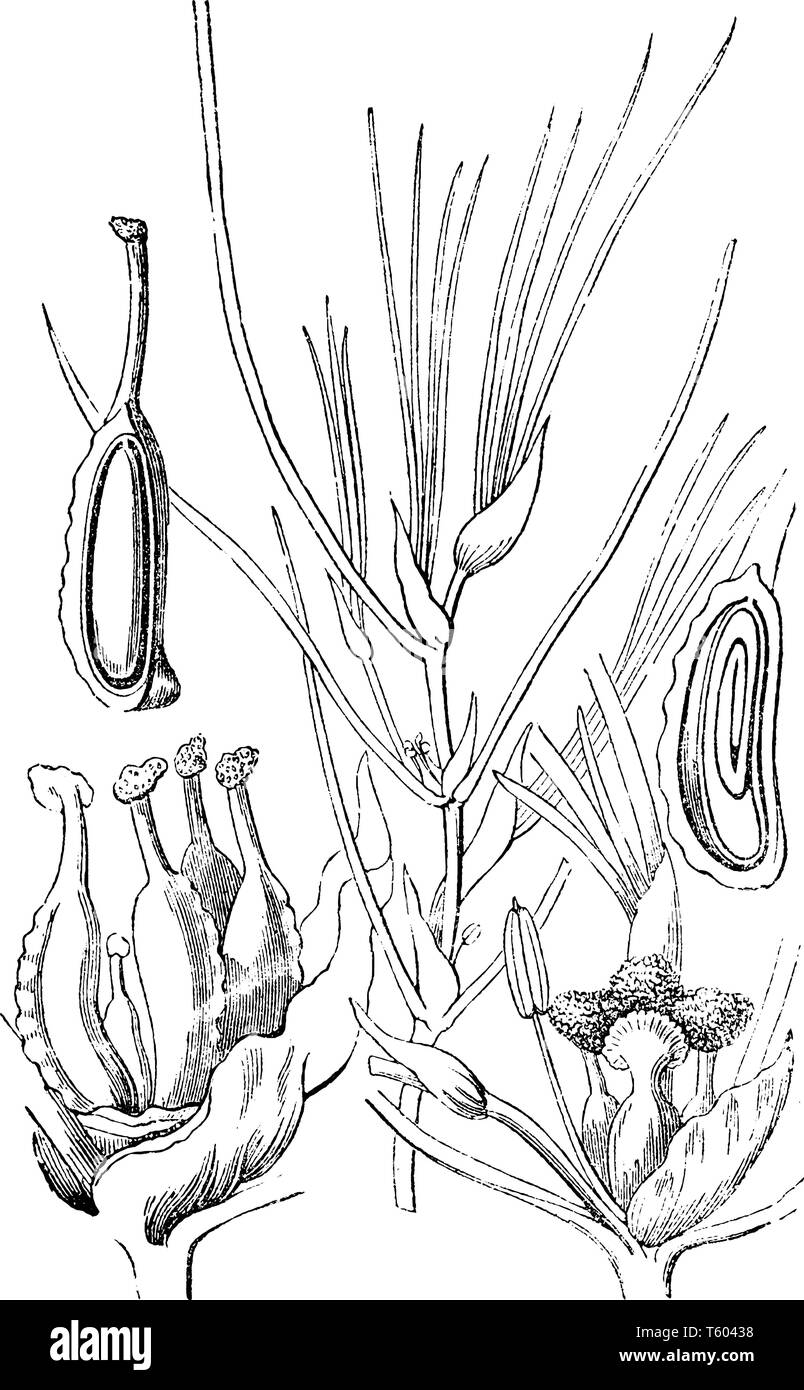 La foto mostra una parte di Potamogetonaceae fiore. Ci sono fiori, un cluster di ovaie mature e una sezione verticale di un seme, che mostra la f Illustrazione Vettoriale