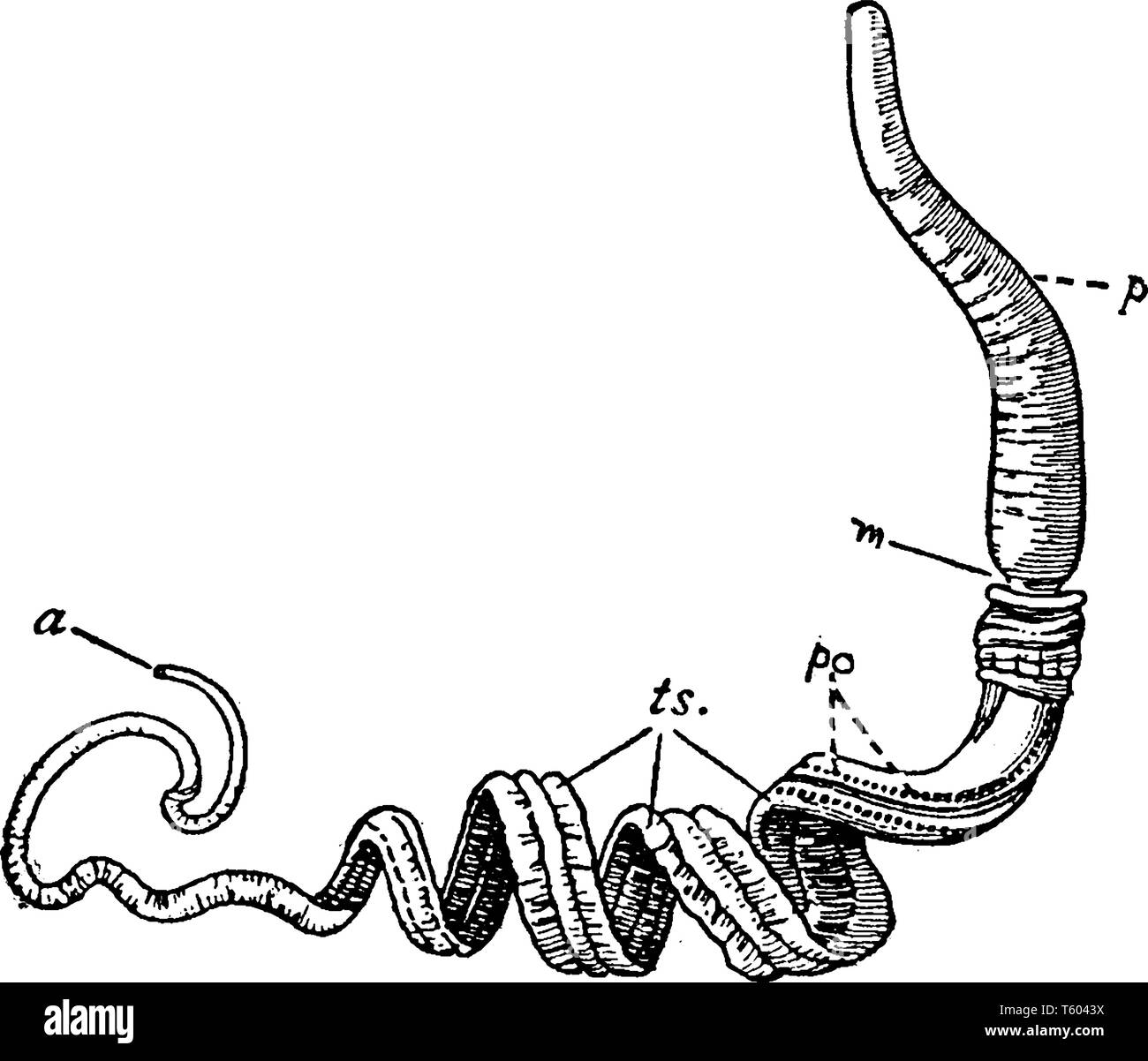 Balanoglossus è un oceano abitazione acorn worm genere di grande interesse zoologico perché essendo un Hemichordate, vintage disegno della linea o incisione illus Illustrazione Vettoriale