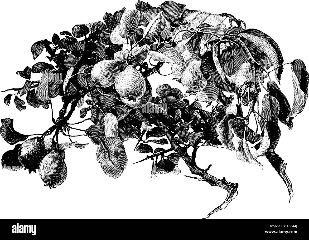 Una foto che mostra il ramo di pere selvatiche con i suoi frutti, vintage disegno della linea di incisione o illustrazione. Illustrazione Vettoriale