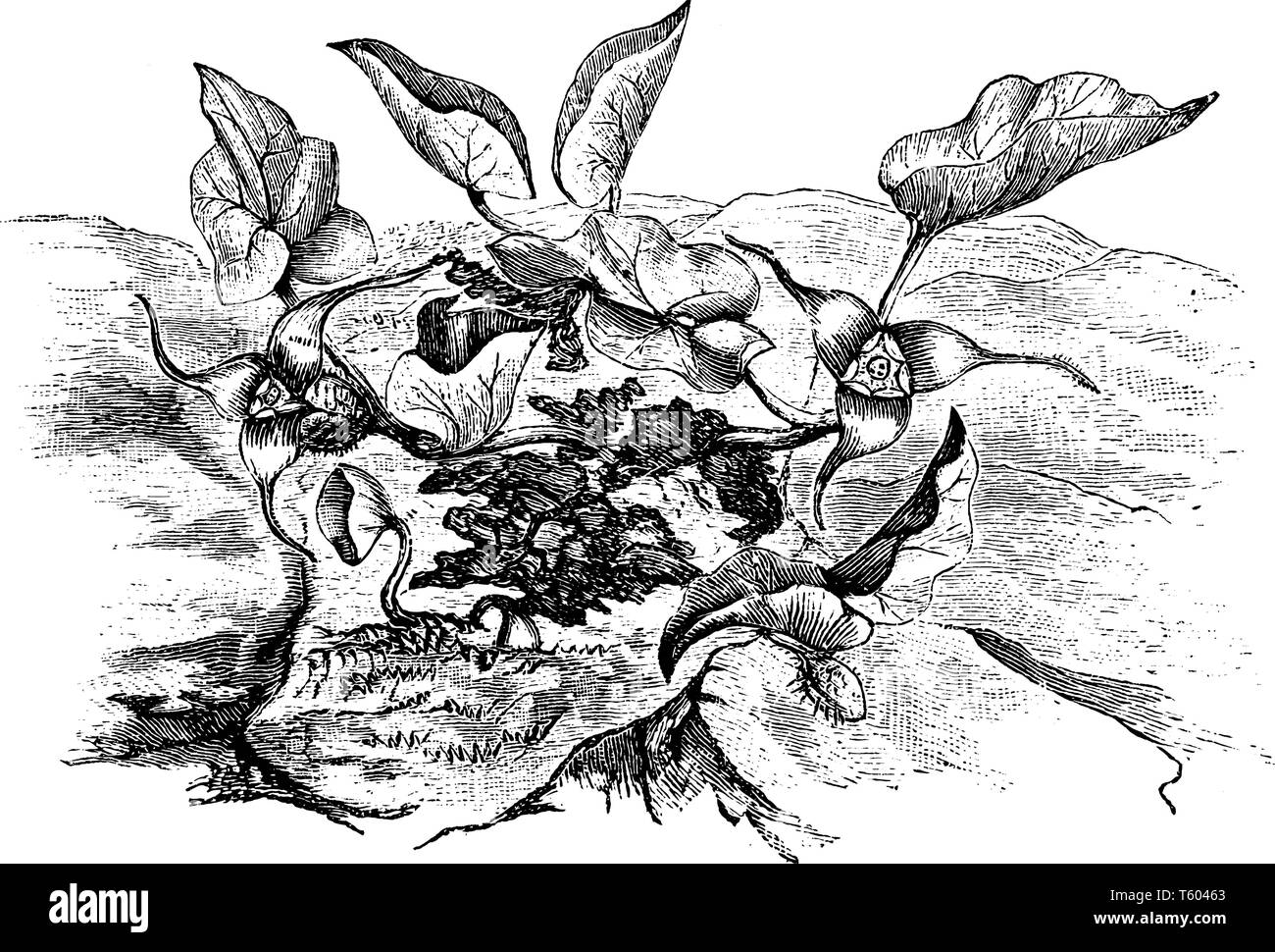 Asarum Caudatum è un perenne. Essi sono sempreverdi e foglie sono di forma come cuore, vintage disegno della linea di incisione o illustrazione. Illustrazione Vettoriale