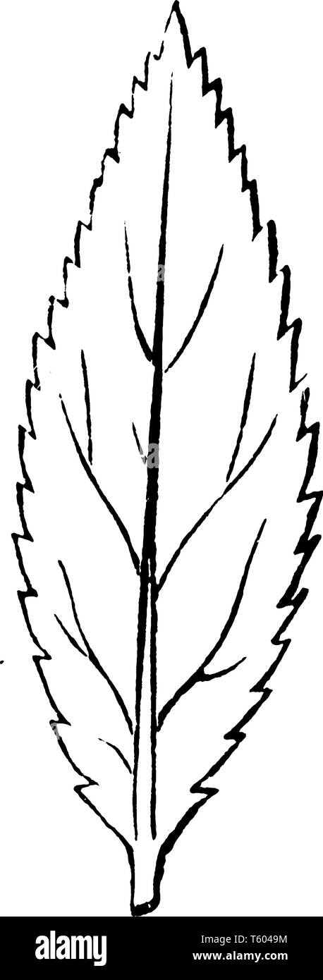 Forma di foglia lanceolata Immagini Vettoriali Stock - Alamy