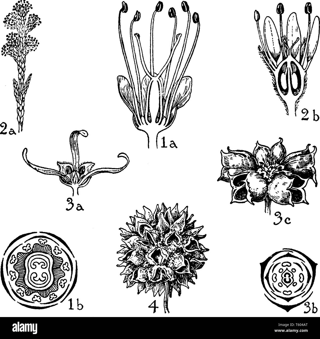 (1) cunonia, (2) brunia, (3) di hamamelis, e (4) liquidambar fiori sono di ordine di Cunoniaceae, Bruniaceae e famiglia Hamamelidaceae, vintage line draw Illustrazione Vettoriale
