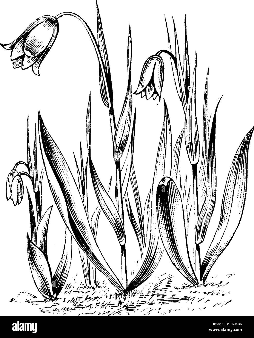 Fritillaria Pudica è una piccola pianta perenne trovata nel paese sagebrush nella parte occidentale degli Stati Uniti ha una campana a forma di fiore giallo, vintage Illustrazione Vettoriale