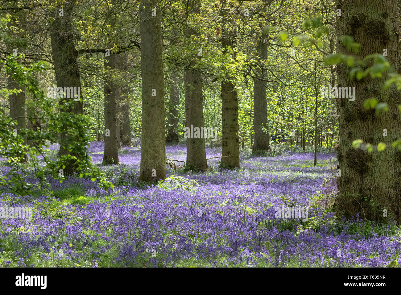 Tappeti delle Bluebells in primavera Foto Stock