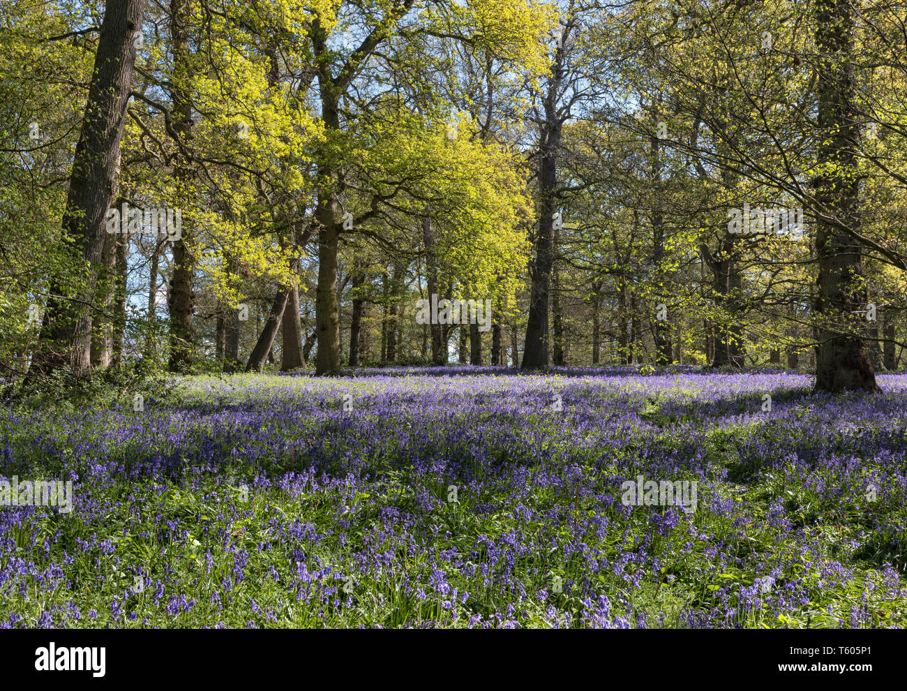 Tappeti delle Bluebells in primavera Foto Stock